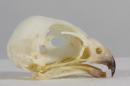 Common kestrel - Falco tinnunculus