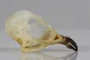 Common swift (♂) - Apus apus