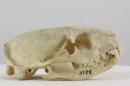 Egyptian mongoose - Herpestes ichneumon