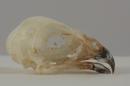Eurasian sparrowhawk - Accipiter nisus