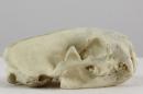European polecat (♂) - Mustela putorius