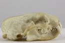 European steppe polecat (♂) - Mustela eversmanii hungarica