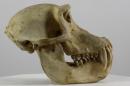 Gelada - Theropithecus gelada