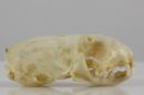 Irish stoat (♂) - Mustela erminea hibernica
