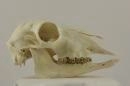 Mouflon (♀) - Ovis orientalis orientalis