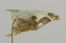 Prussian carp (neurocranium) - Carassius gibelio