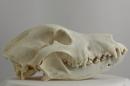 Scottish deerhound  - Canis lupus familiaris