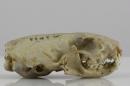 Transcaucasian weasel (♂) - Mustela nivalis boccamela