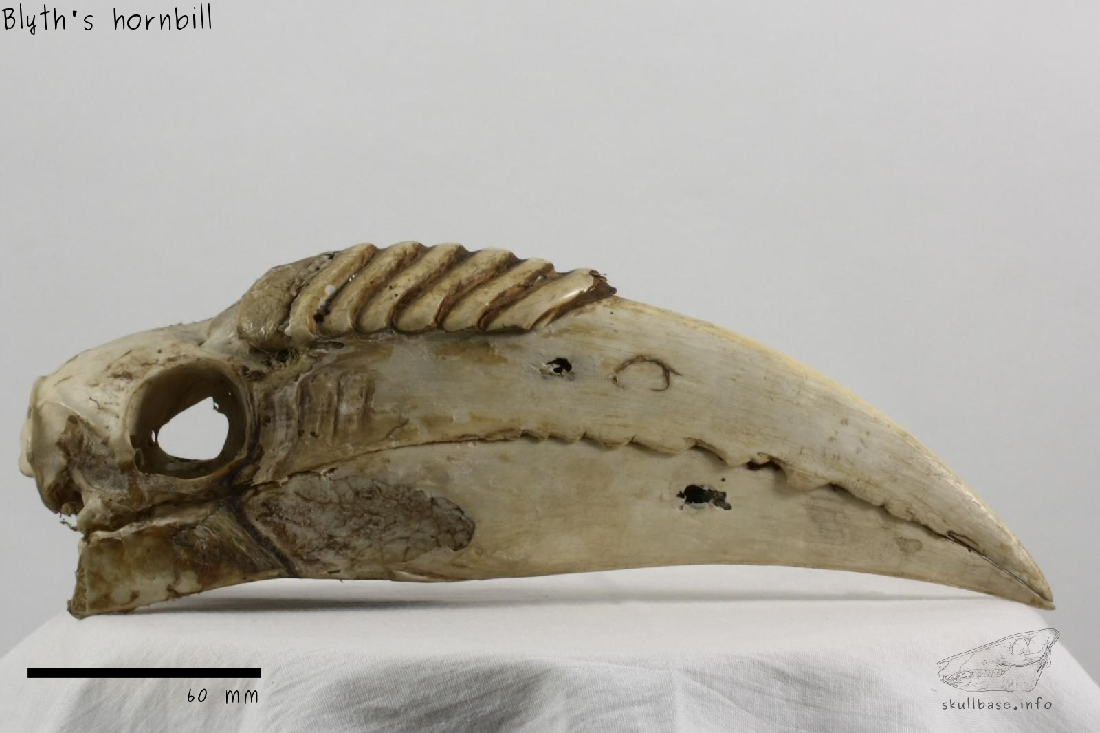 Blyth's hornbill (Rhyticeros plicatus) skull lateral view