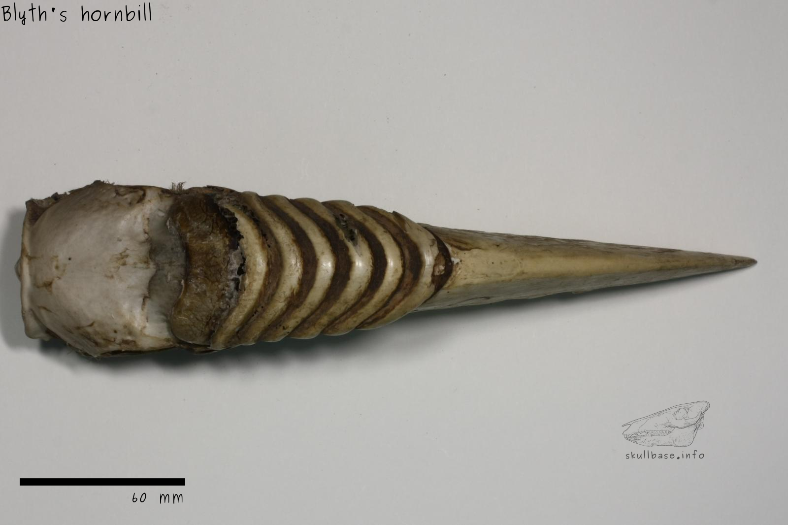 Blyth's hornbill (Rhyticeros plicatus) skull dorsal view