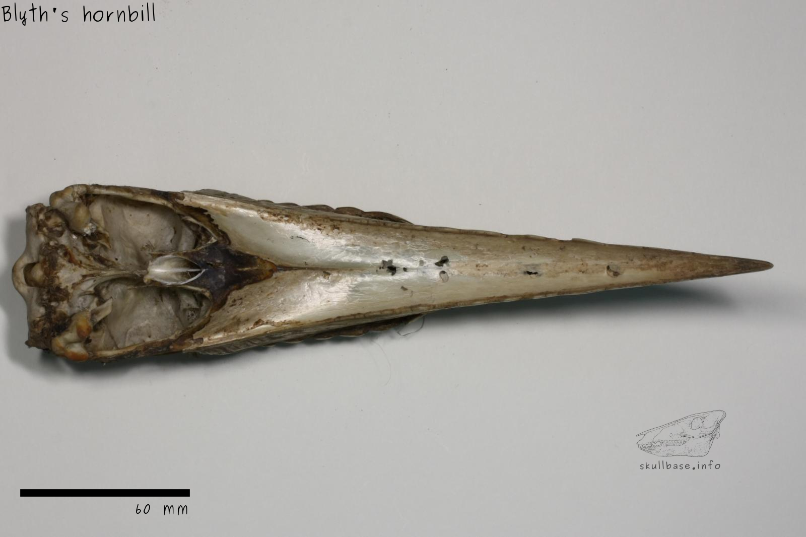 Blyth's hornbill (Rhyticeros plicatus) skull ventral view