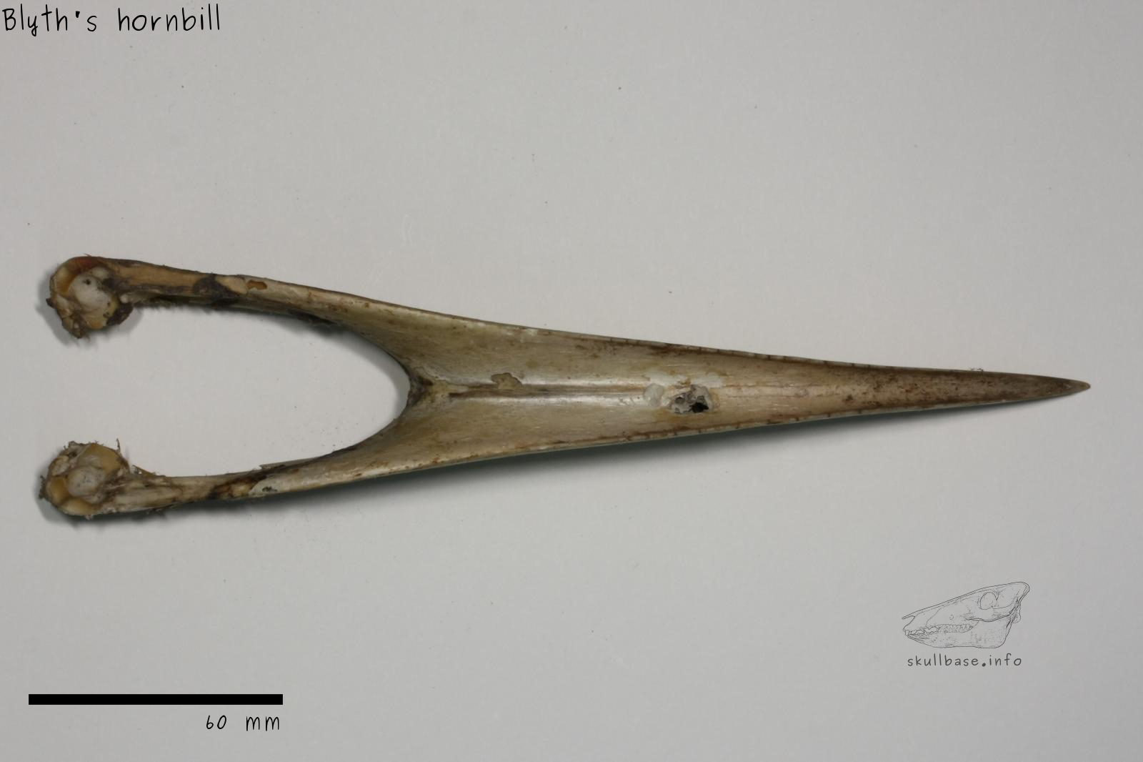 Blyth's hornbill (Rhyticeros plicatus) jaw
