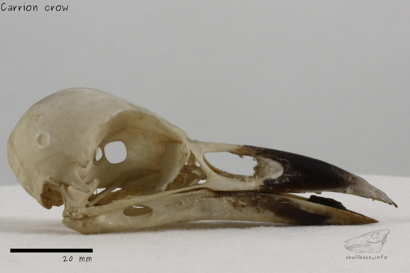 Carrion crow (Corvus corone) skull lateral view