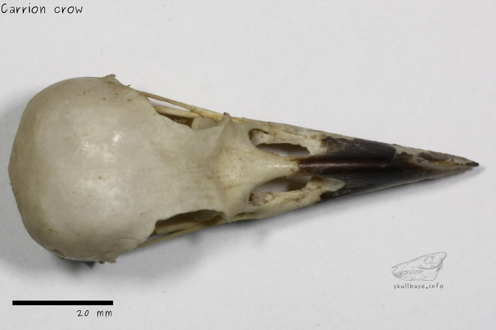 Carrion crow (Corvus corone) skull dorsal view