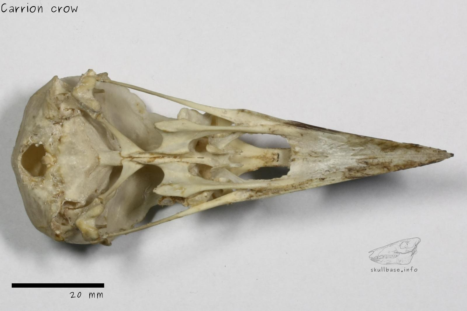 Carrion crow (Corvus corone) skull ventral view