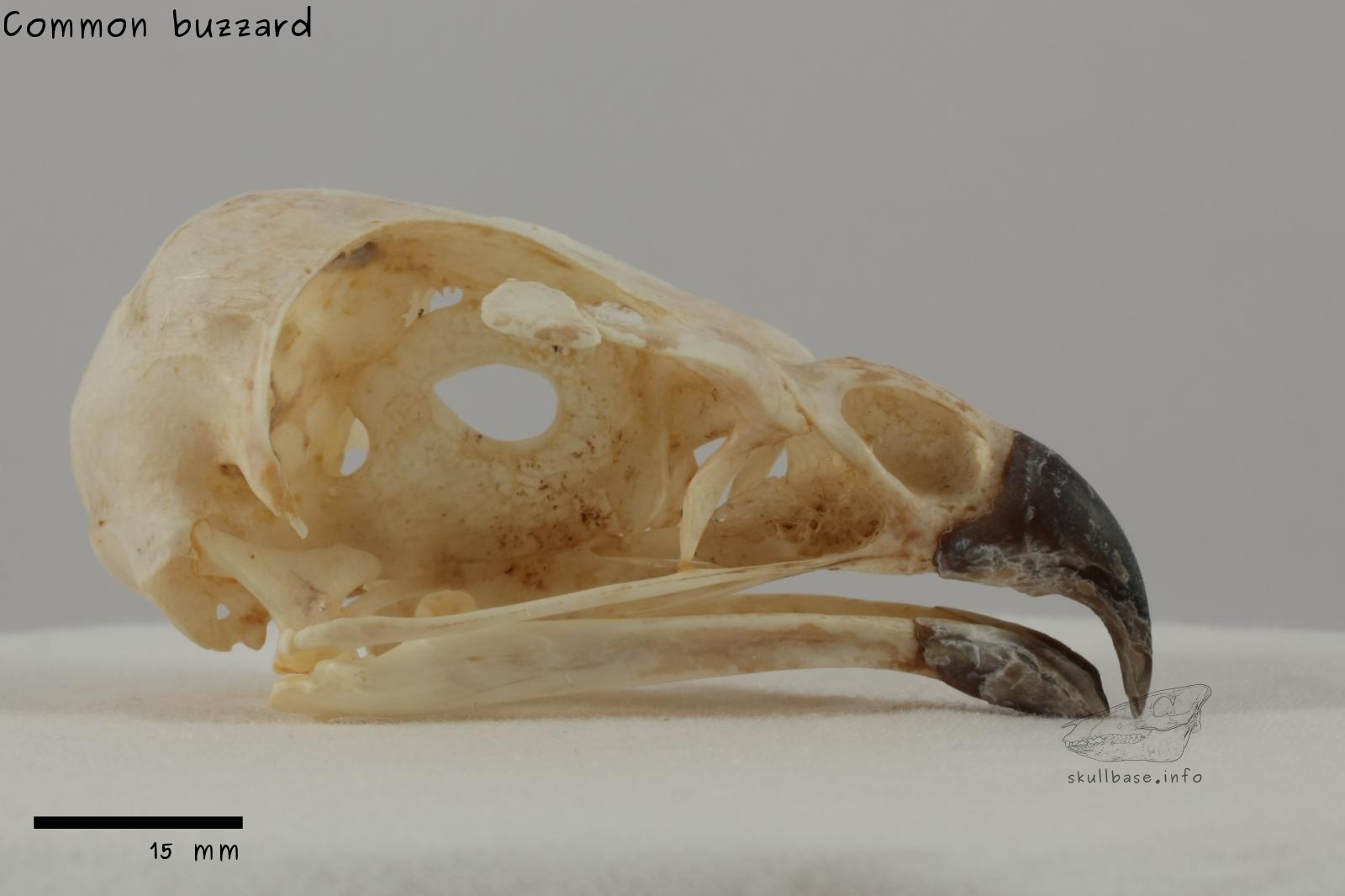 Common buzzard (Buteo buteo) skull lateral view