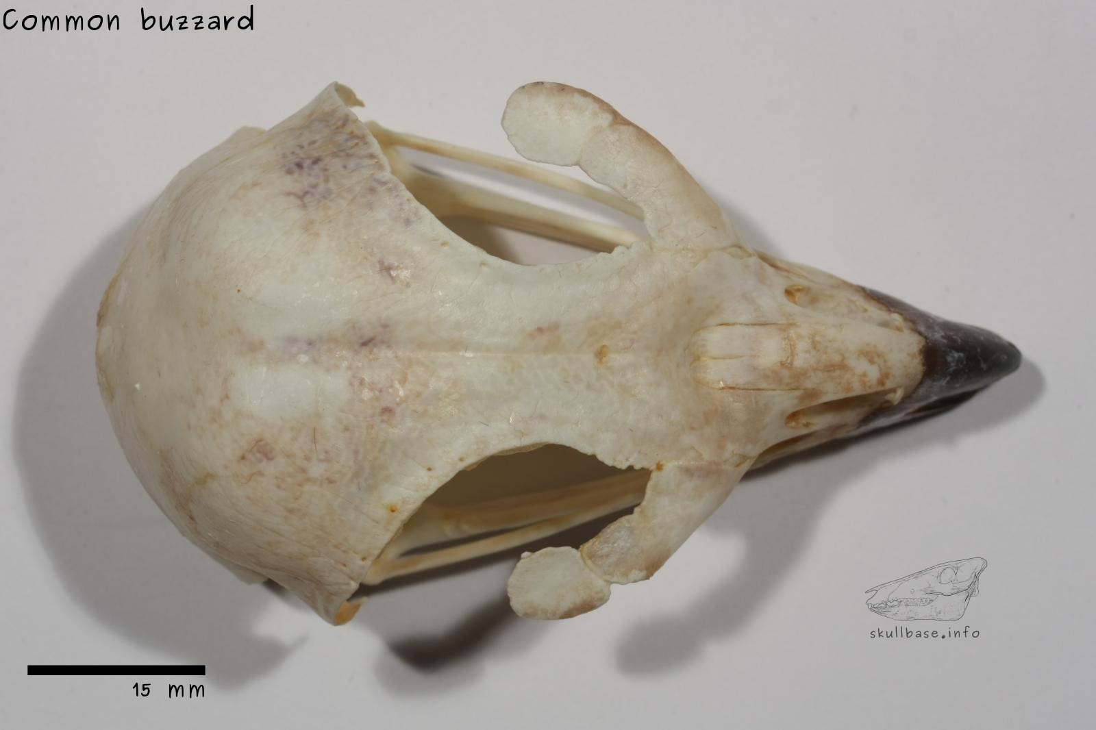 Common buzzard (Buteo buteo) skull dorsal view