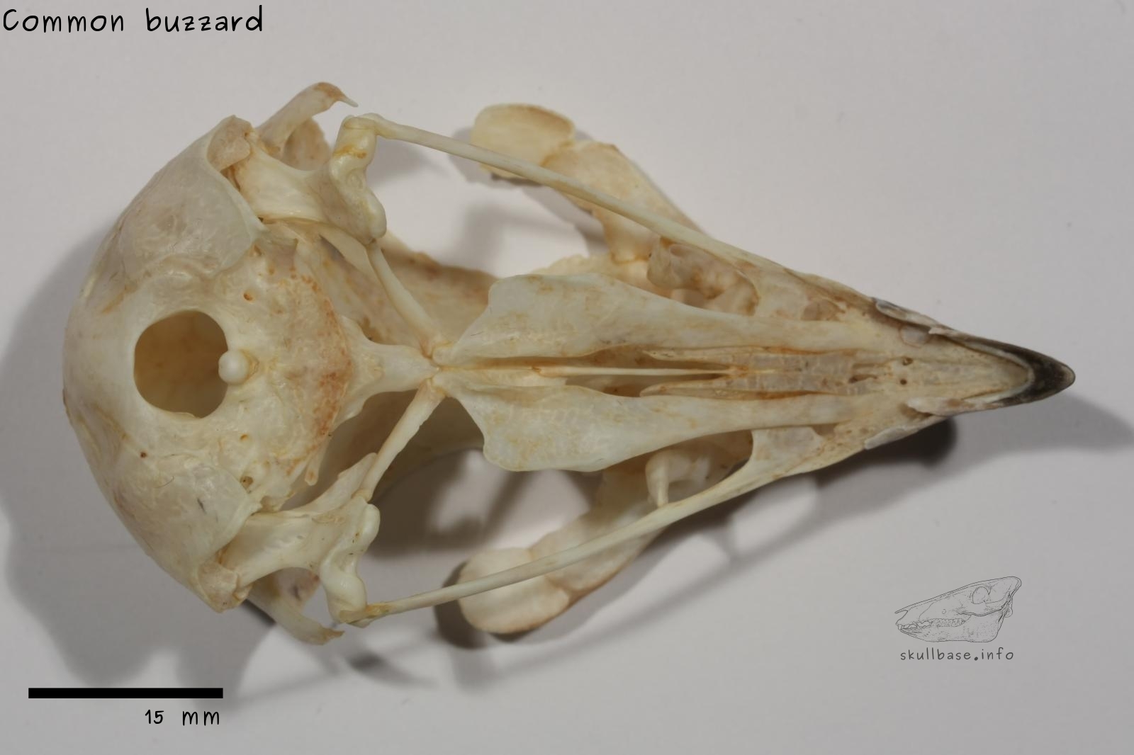 Common buzzard (Buteo buteo) skull ventral view