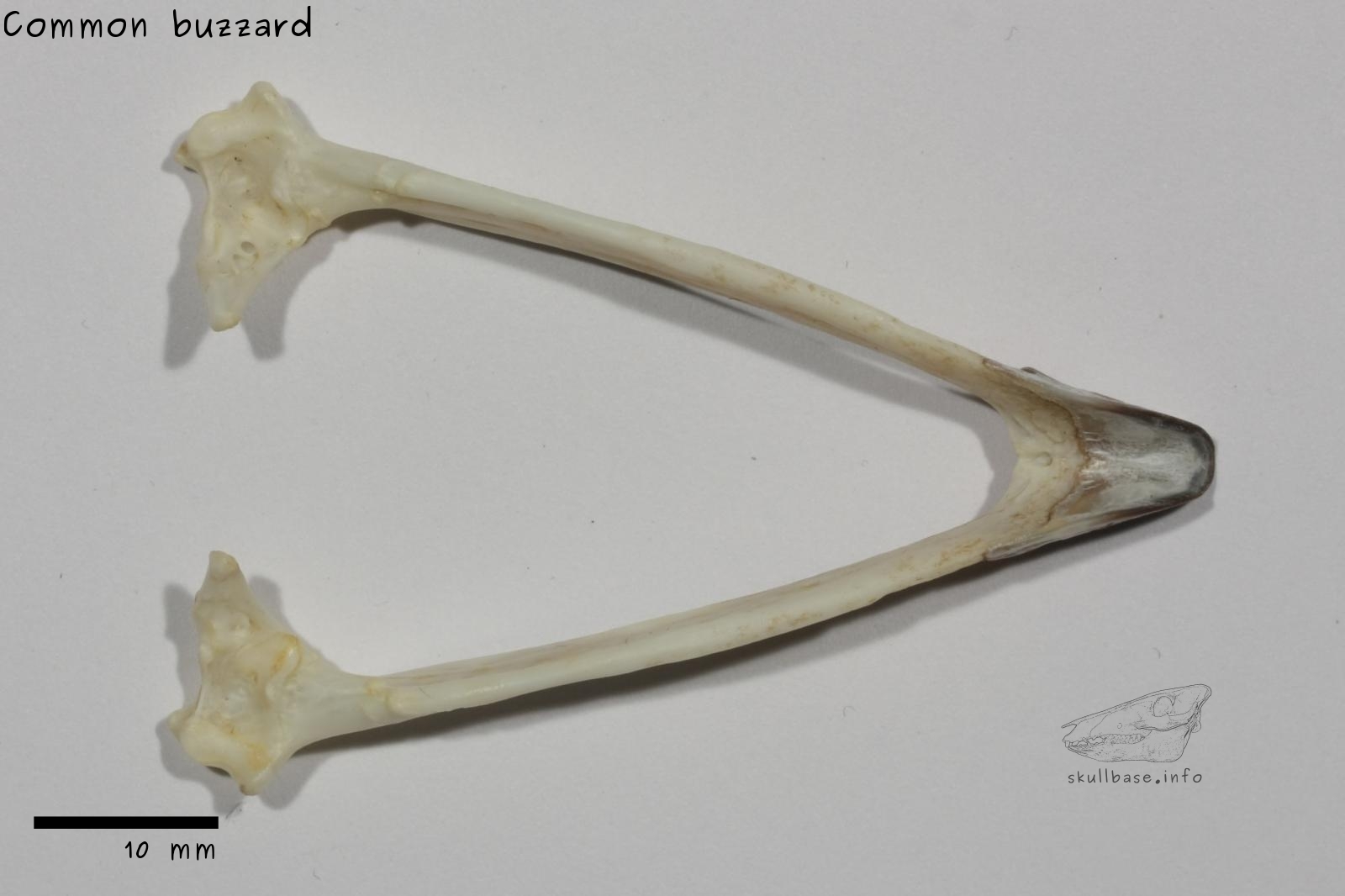 Common buzzard (Buteo buteo) jaw