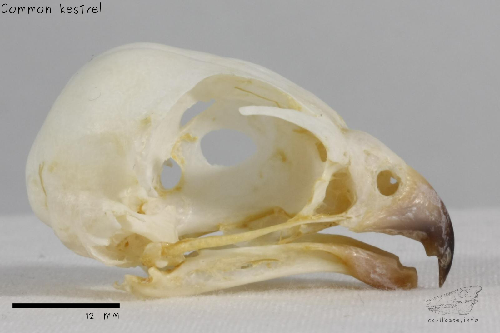 Common kestrel (Falco tinnunculus) skull lateral view