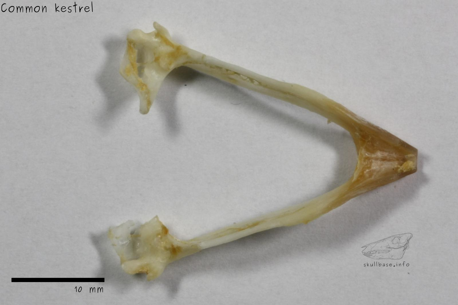 Common kestrel (Falco tinnunculus) jaw