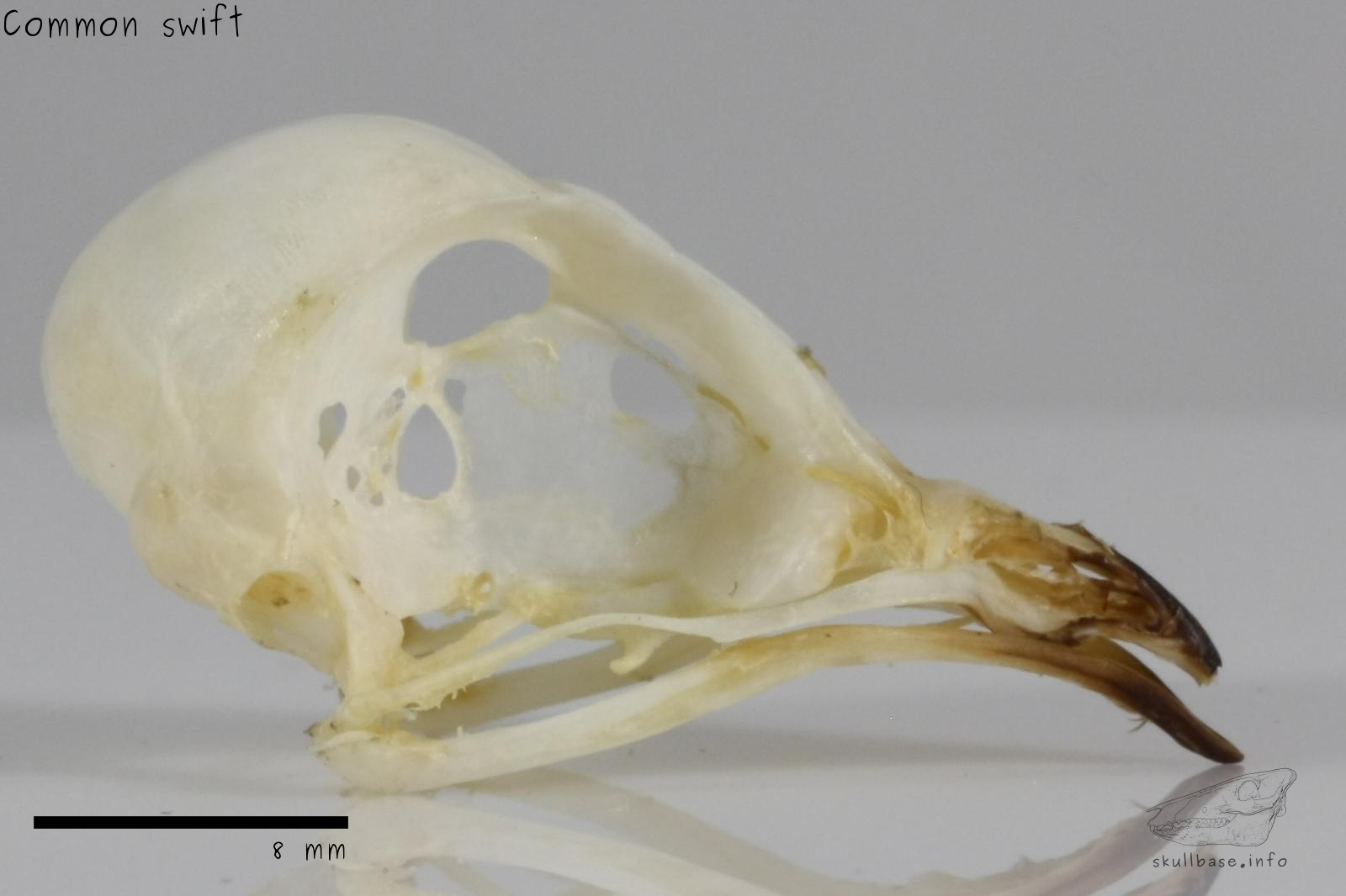 Common swift (Apus apus) skull lateral view