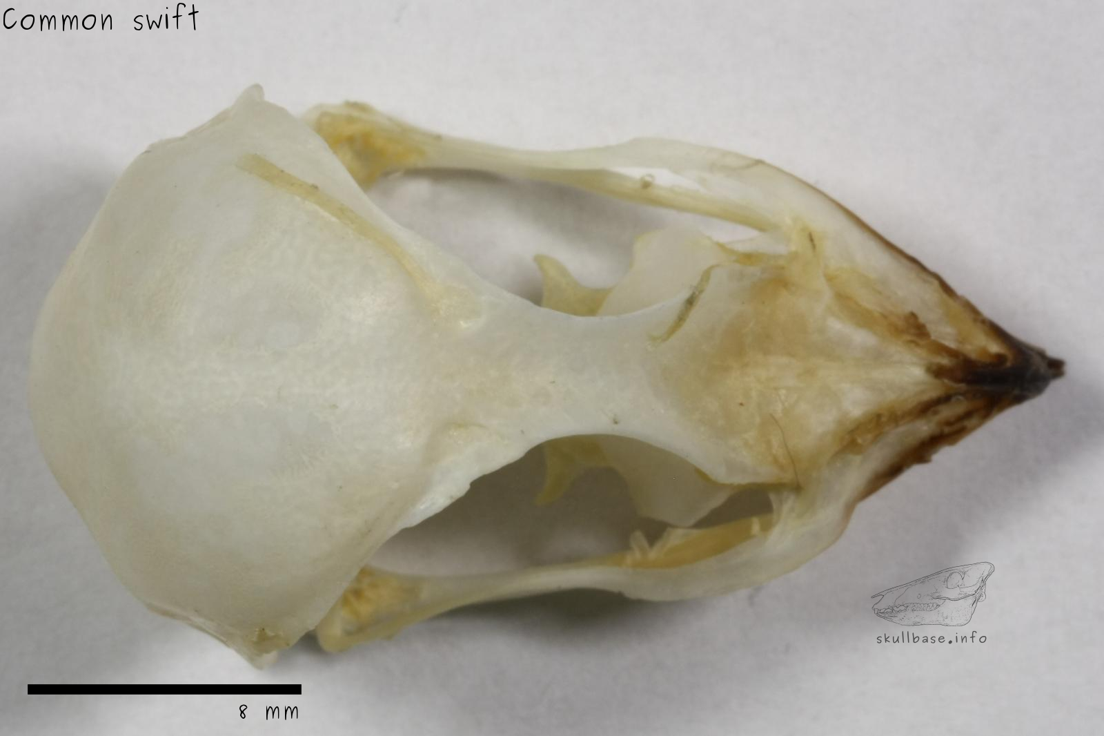 Common swift (Apus apus) skull dorsal view