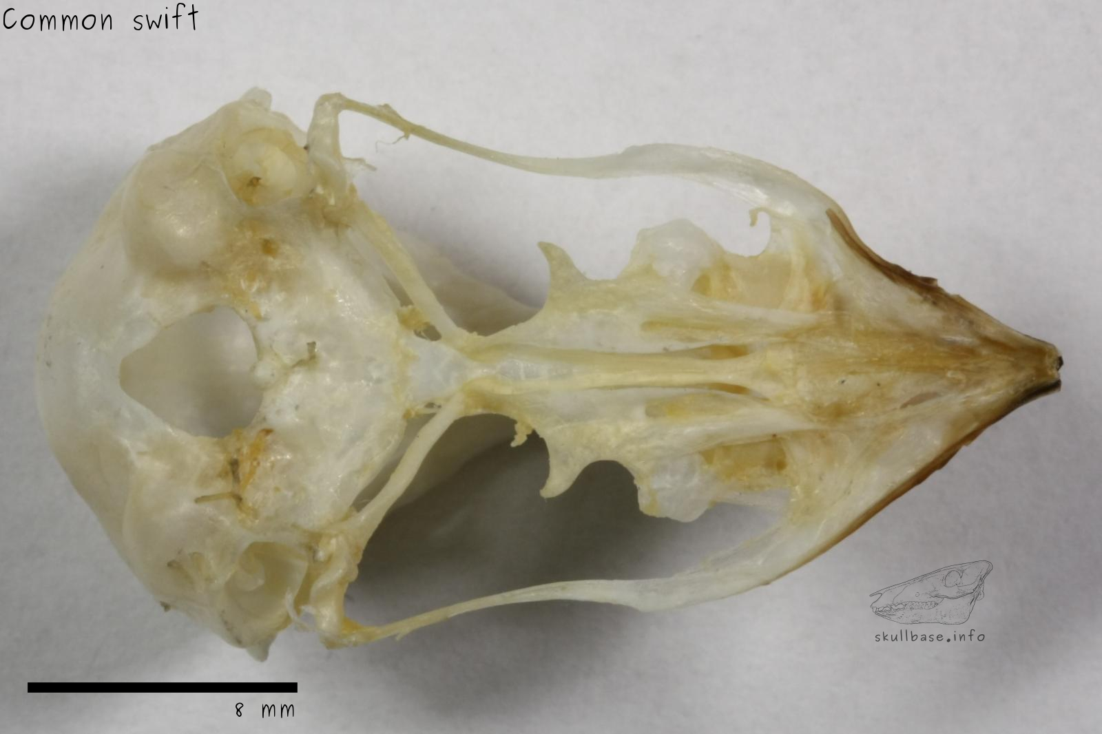 Common swift (Apus apus) skull ventral view