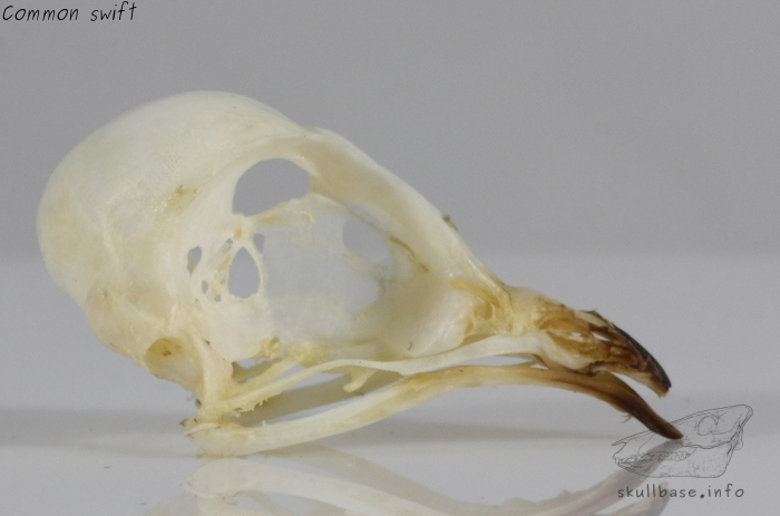 Common swift (Apus apus) skull
