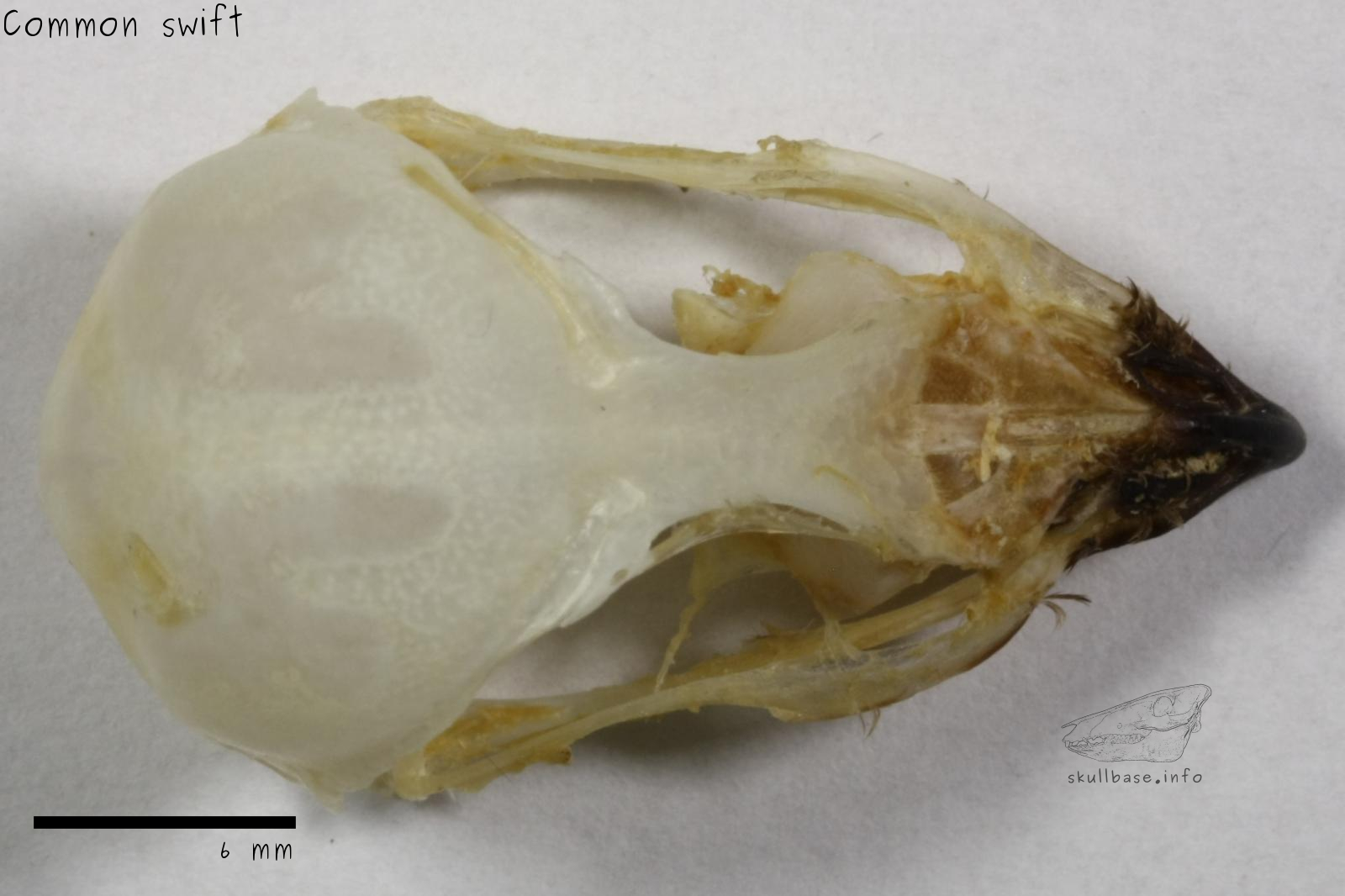 Common swift (Apus apus) skull dorsal view