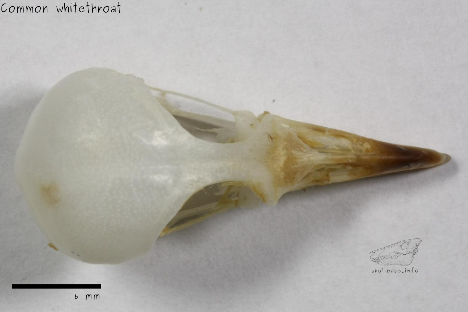 Common whitethroat (Sylvia communis) skull dorsal view