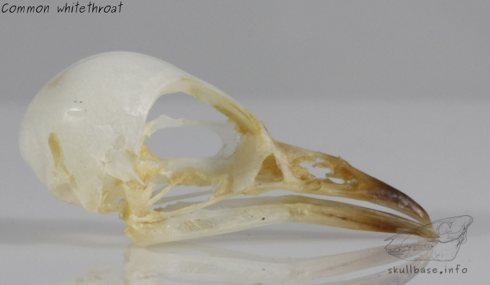 Common whitethroat (Sylvia communis) skull