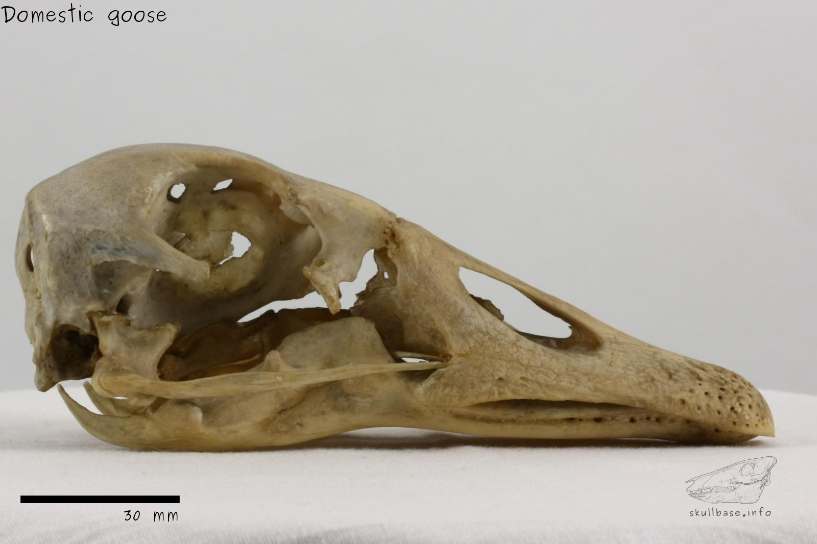 Domestic goose (Anser anser domesticus) skull lateral view