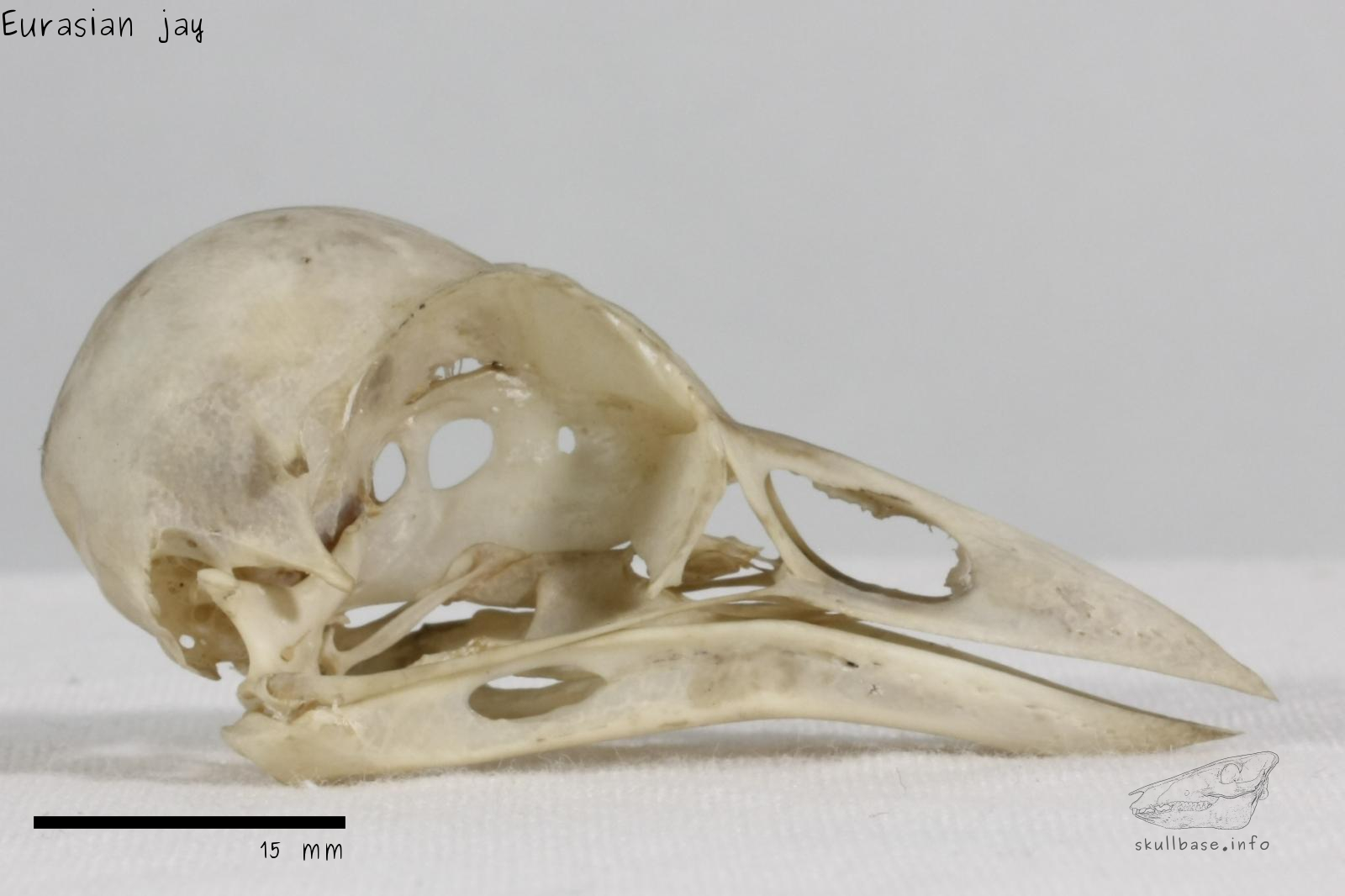Eurasian jay (Garrulus glandarius) skull lateral view