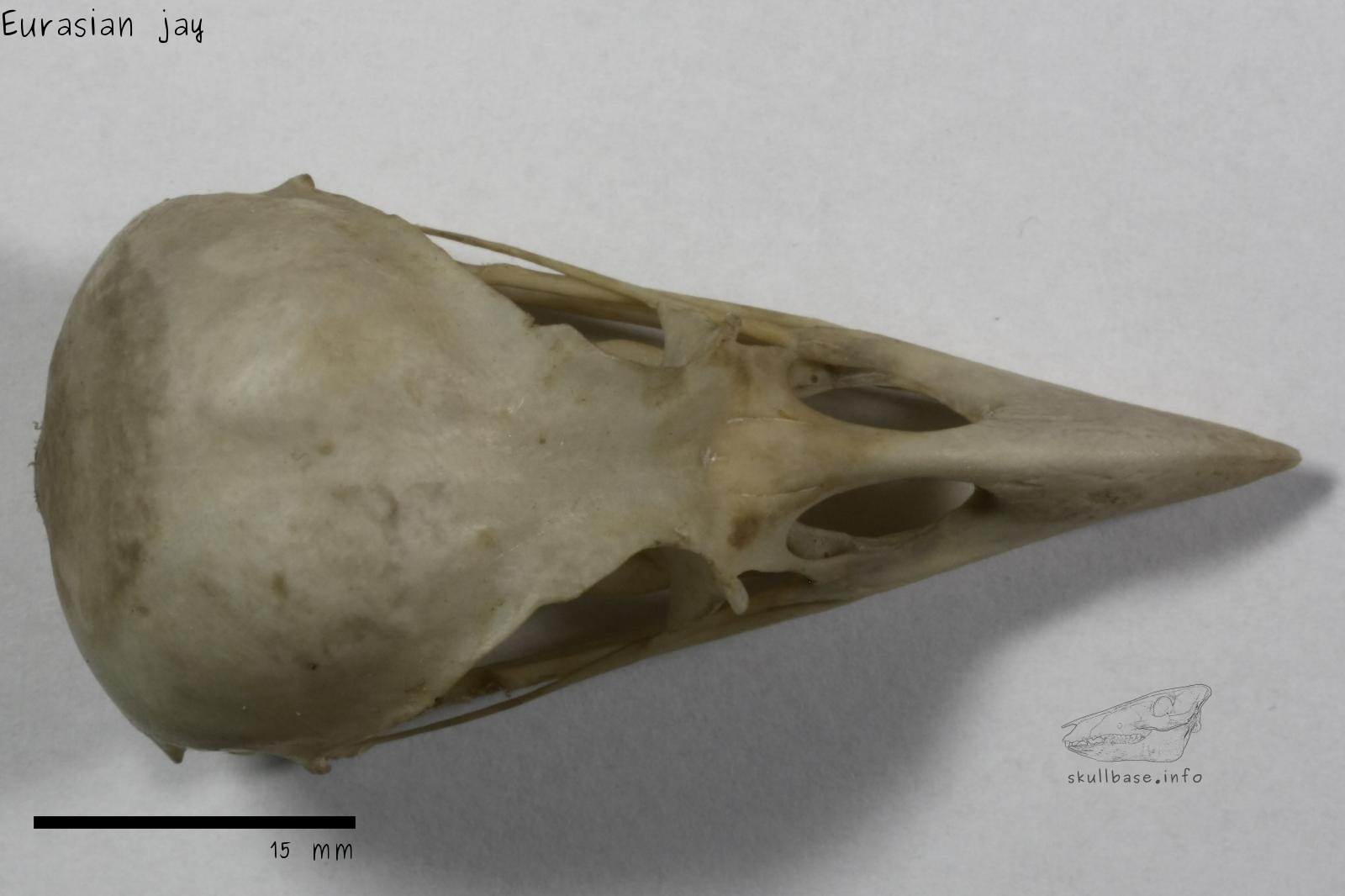 Eurasian jay (Garrulus glandarius) skull dorsal view