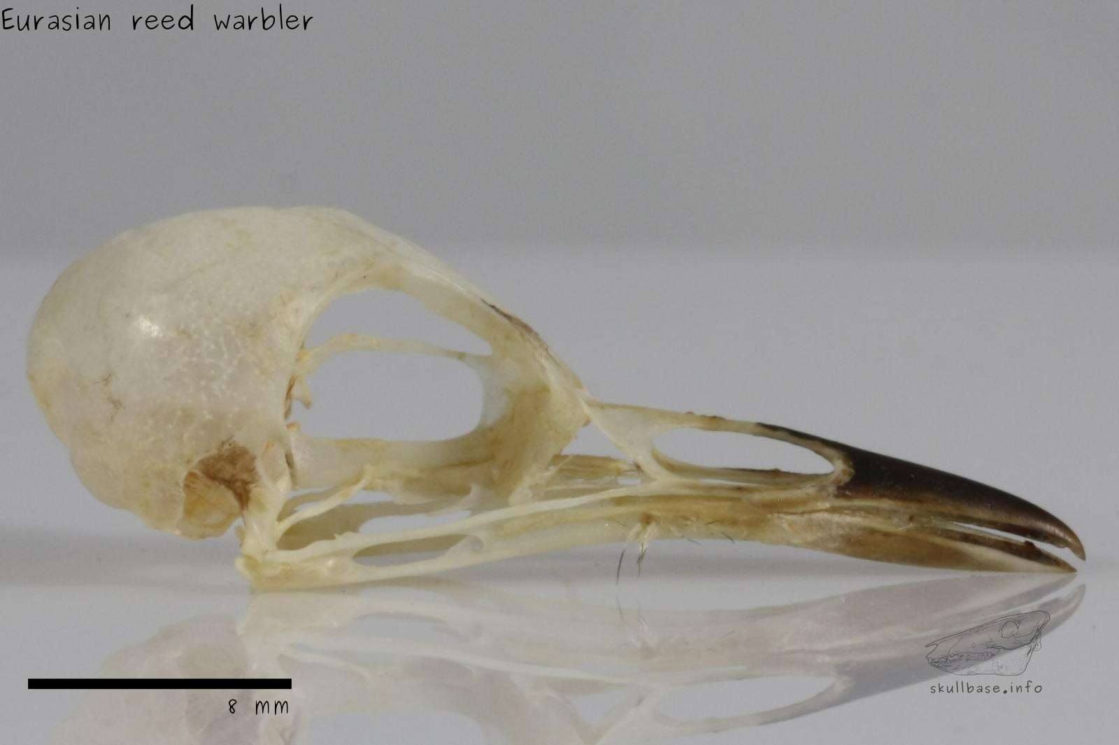 Eurasian reed warbler (Acrocephalus scirpaceus) skull lateral view
