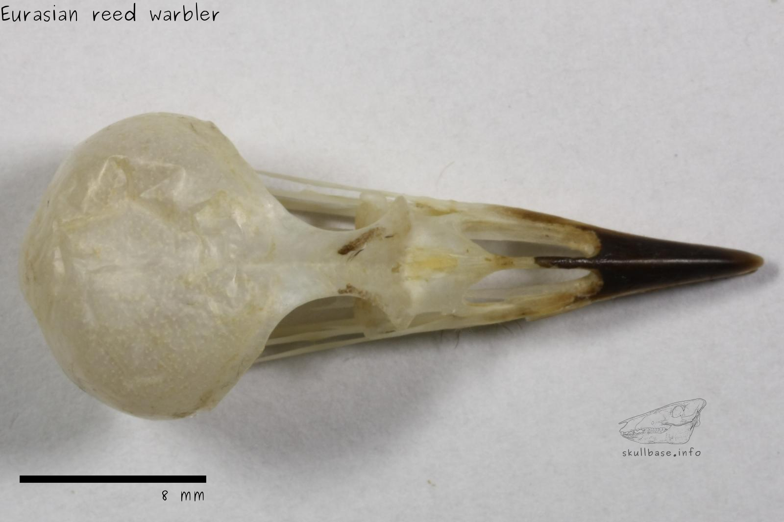 Eurasian reed warbler (Acrocephalus scirpaceus) skull dorsal view