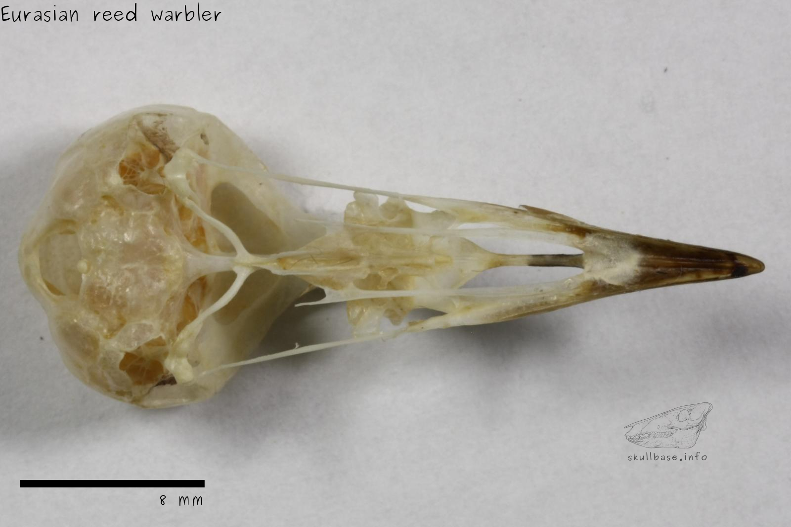 Eurasian reed warbler (Acrocephalus scirpaceus) skull ventral view
