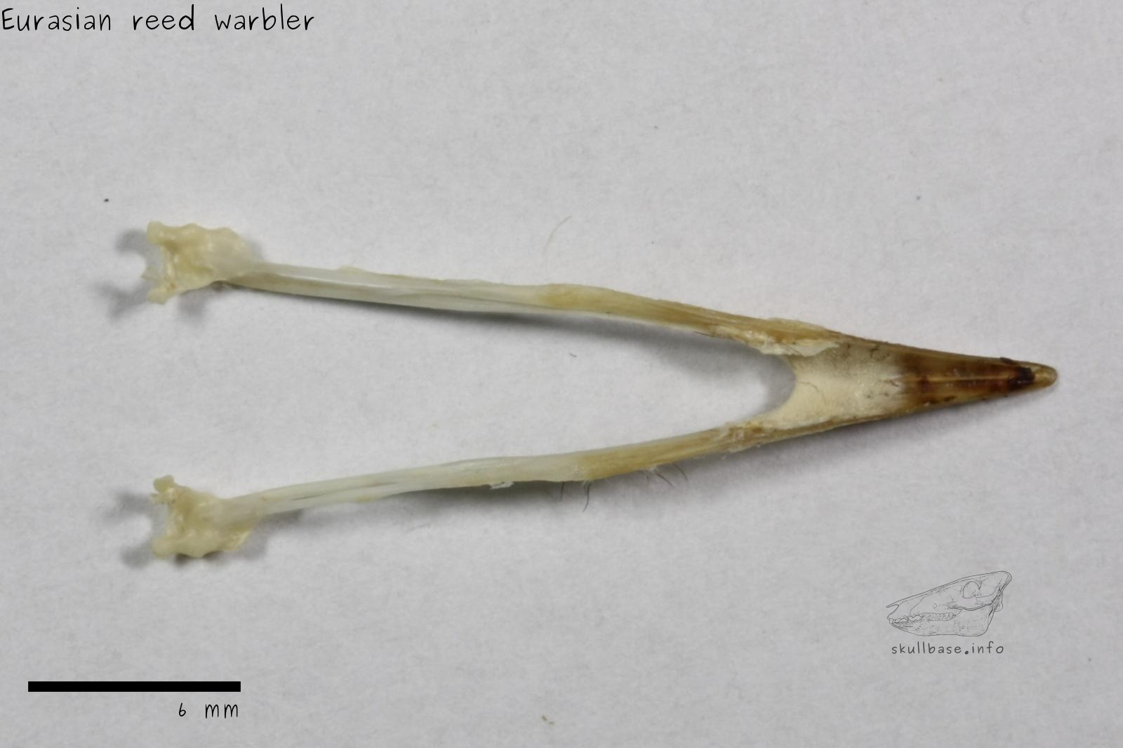 Eurasian reed warbler (Acrocephalus scirpaceus) jaw