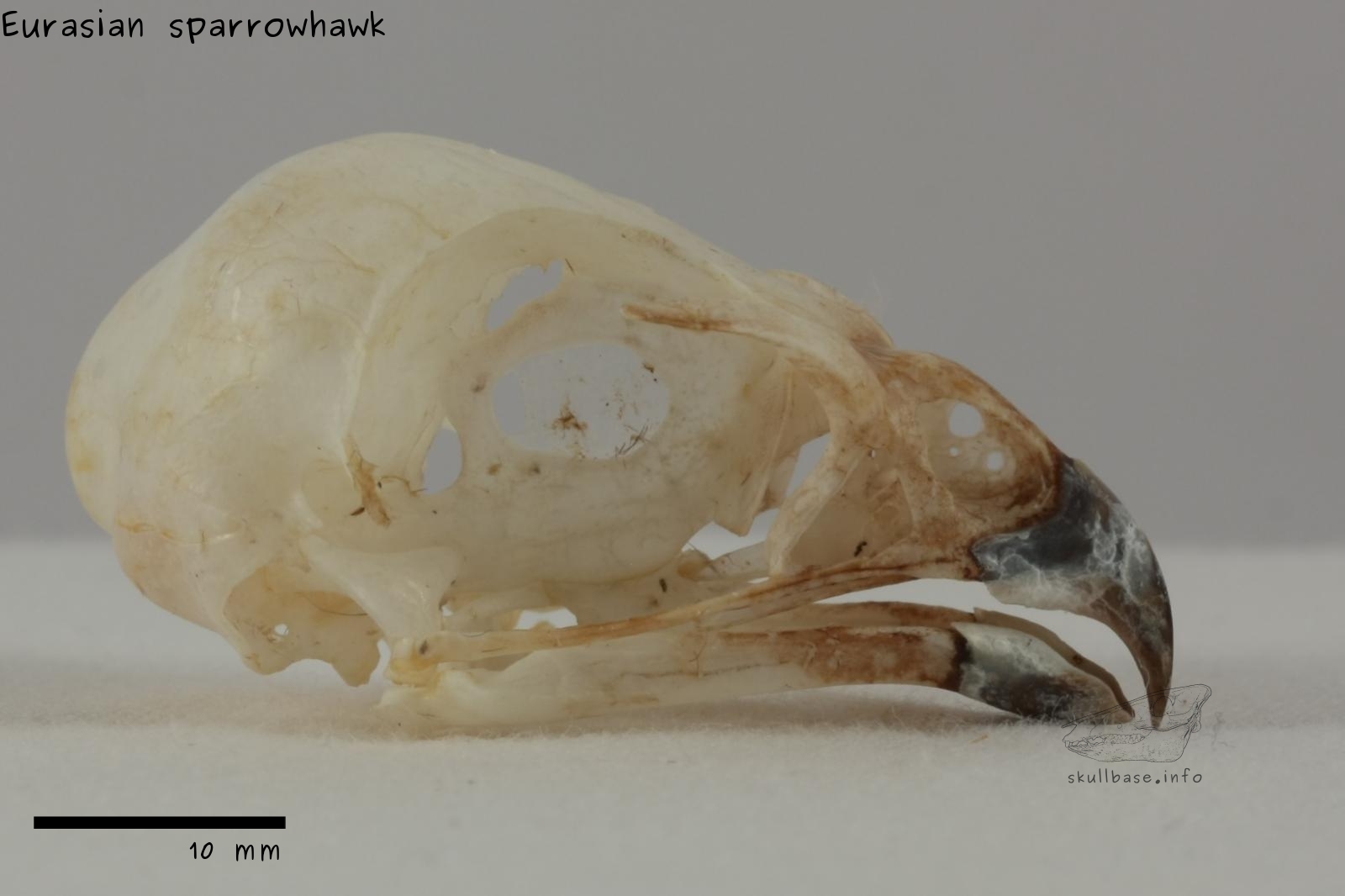Eurasian sparrowhawk (Accipiter nisus) skull lateral view
