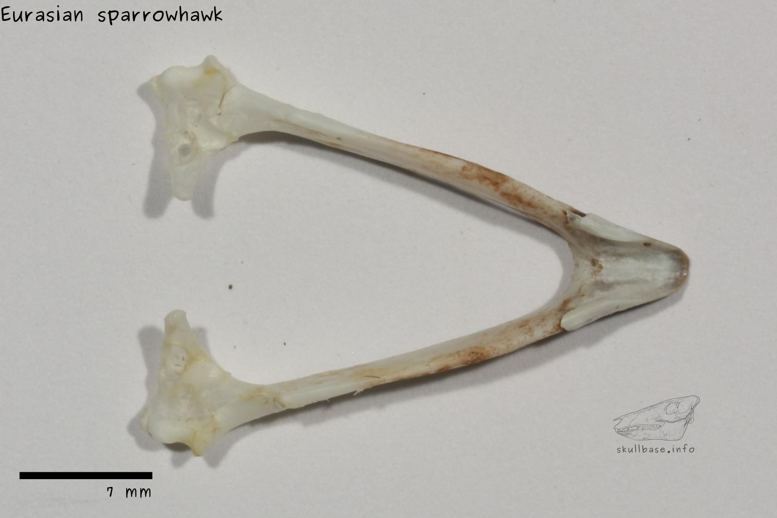Eurasian sparrowhawk (Accipiter nisus) skull jaw