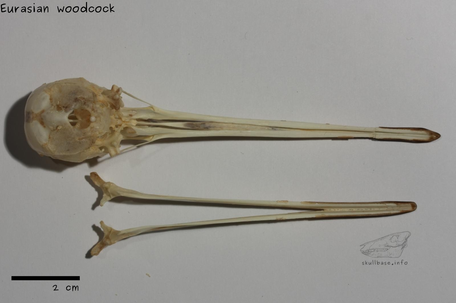 Eurasian woodcock (Scolopax rusticola) ventral view and jaw