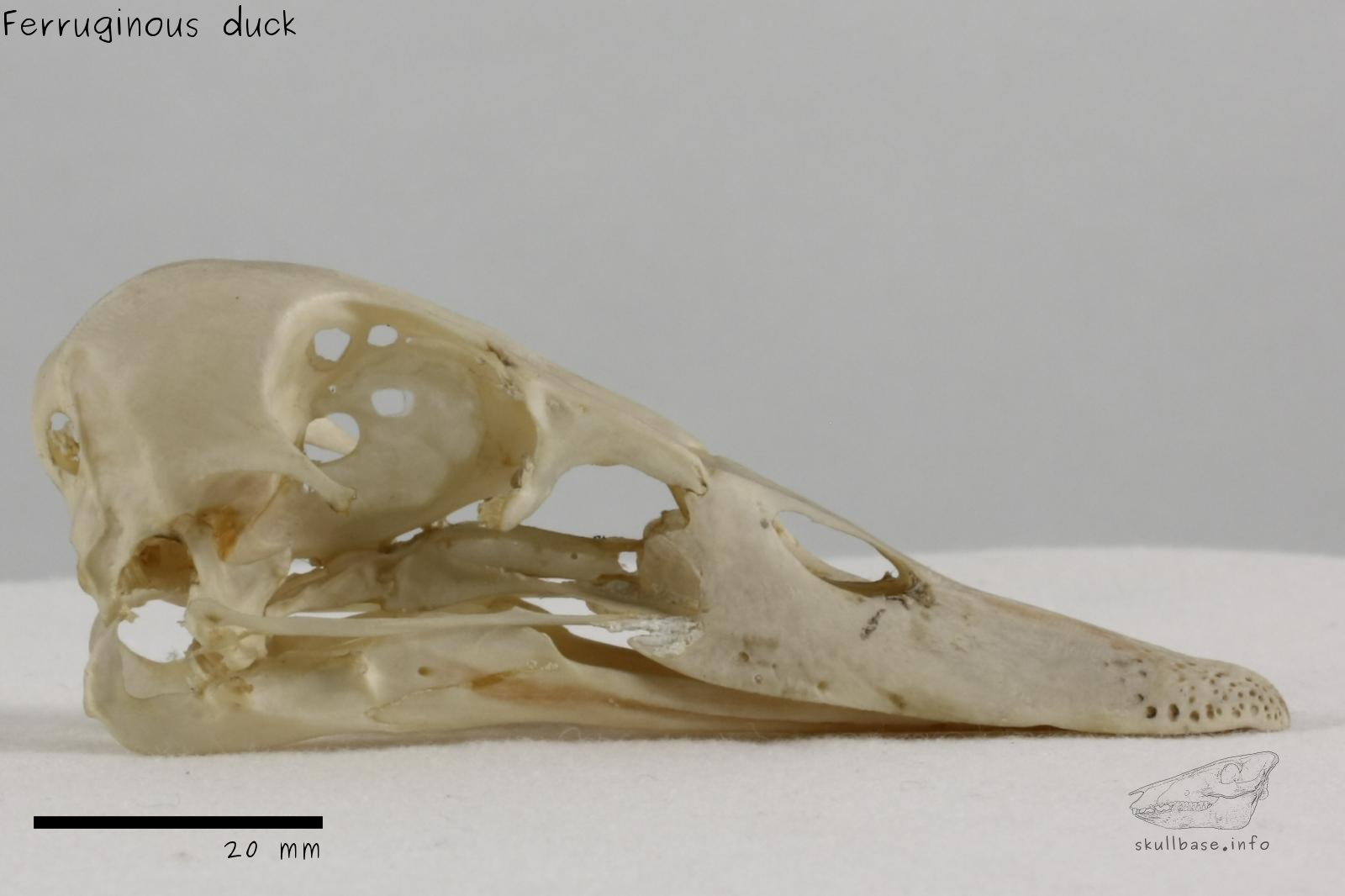 Ferruginous duck (Aythya nyroca) skull lateral view