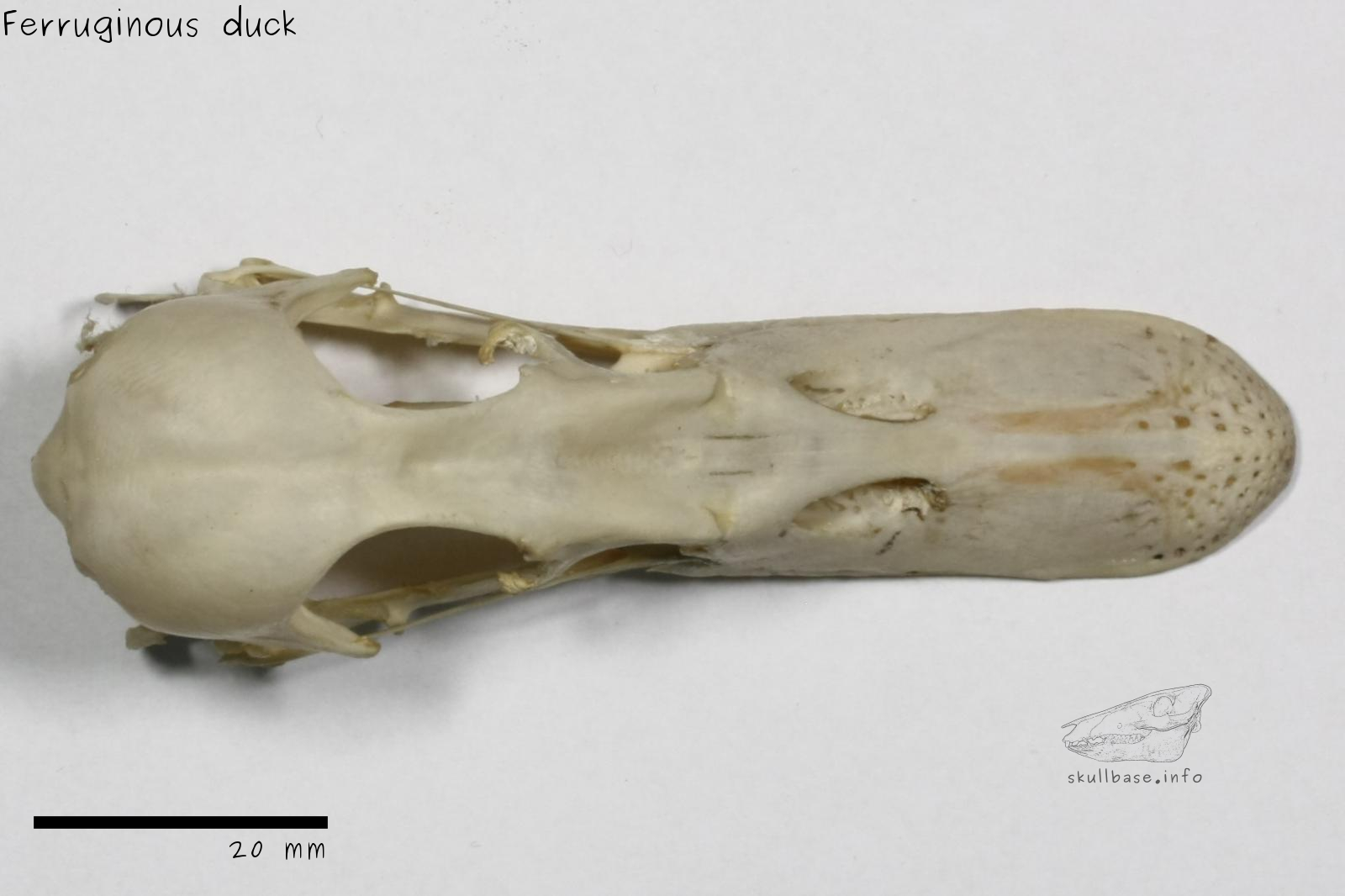 Ferruginous duck (Aythya nyroca) skull dorsal view