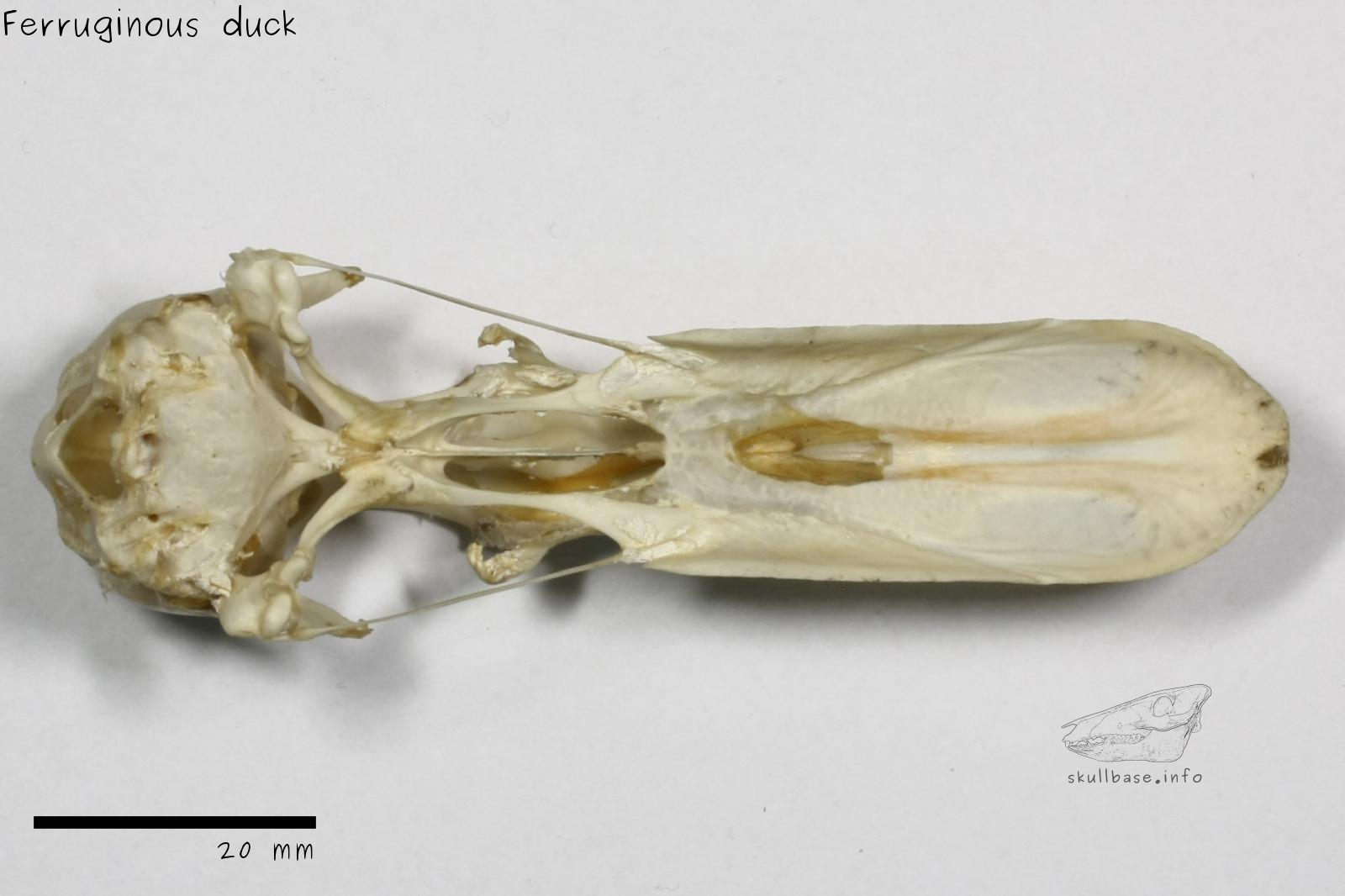 Ferruginous duck (Aythya nyroca) skull ventral view