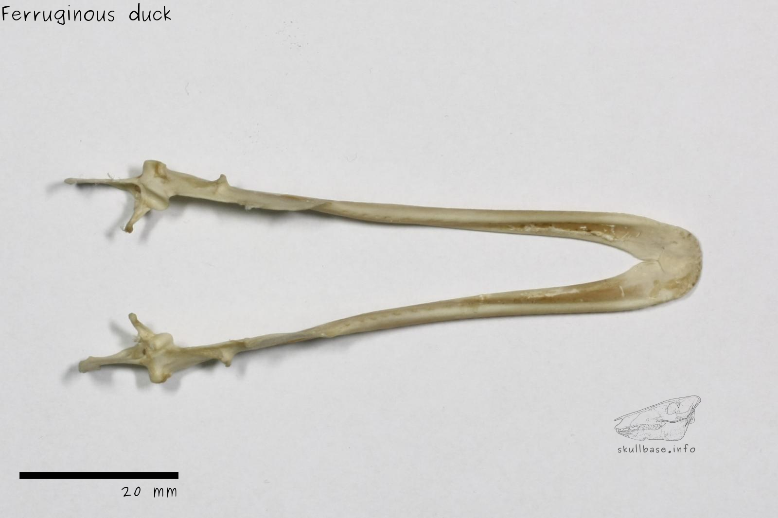 Ferruginous duck (Aythya nyroca) jaw