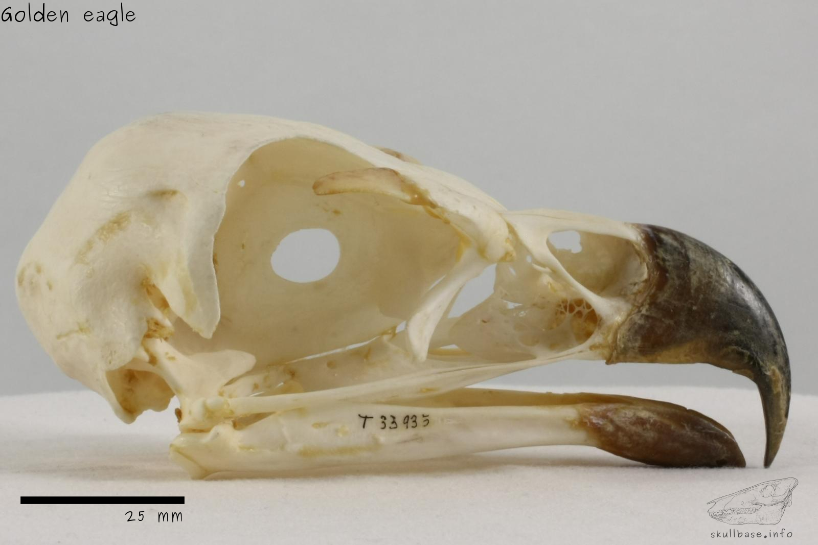 Golden eagle (Aquila chrysaetos) skull lateral view