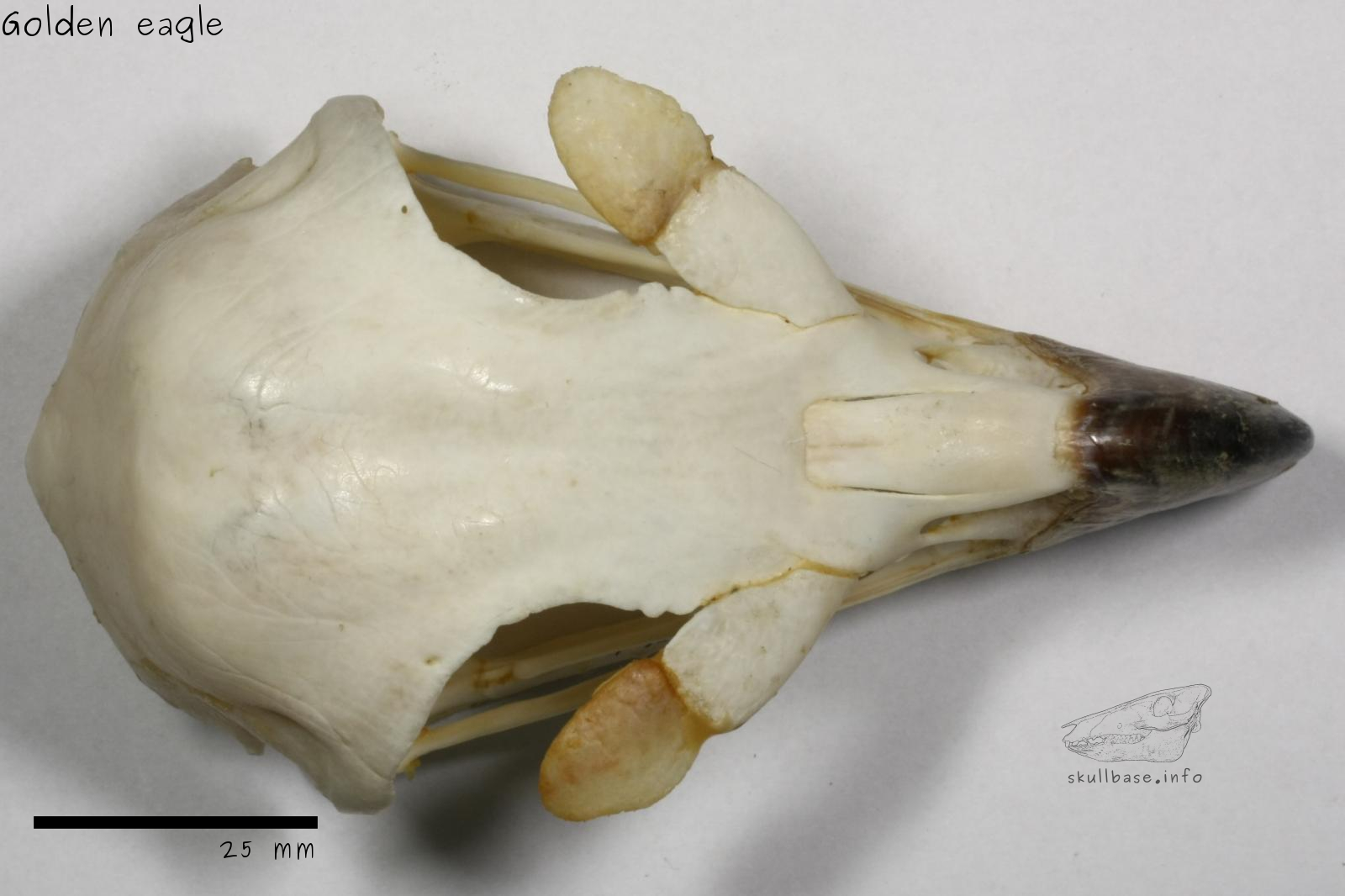Golden eagle (Aquila chrysaetos) skull dorsal view