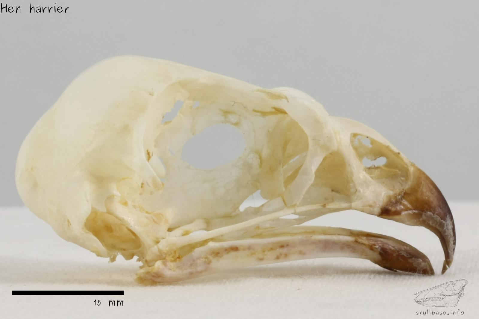 Hen harrier (Circus cyaneus) skull lateral view