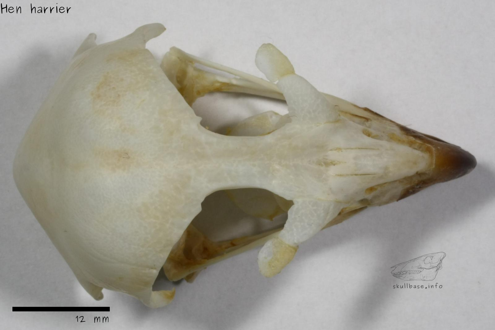 Hen harrier (Circus cyaneus) skull dorsal view